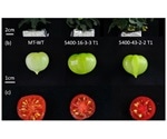 Gene editing technology can introduce diversity, improve nutrition of tomatoes
