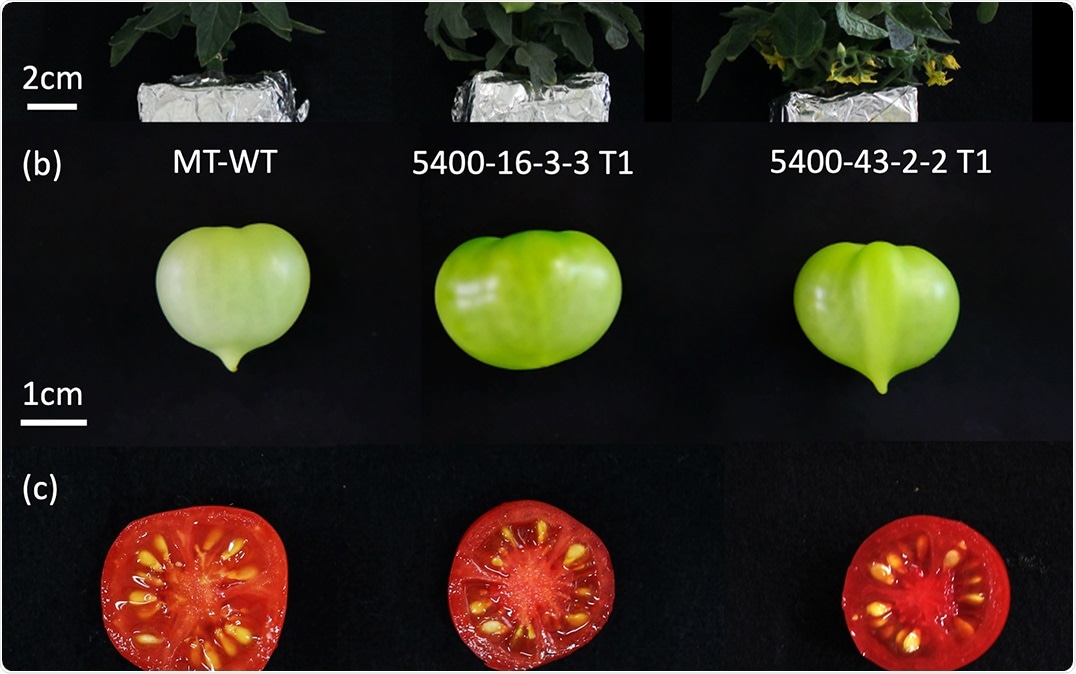 Gene editing technology can introduce diversity, improve nutrition of tomatoes