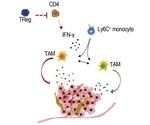 Researchers detect new immune cells that act as major driver of breast cancer growth