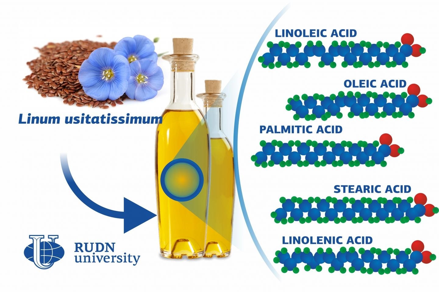 Researchers identify genes that determine the shelf life of flaxseed oil