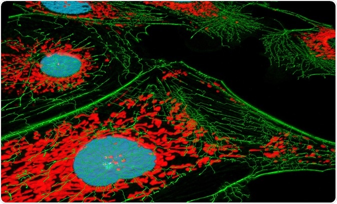 Fluorescence Microscopy Fluorescence Microscopy
