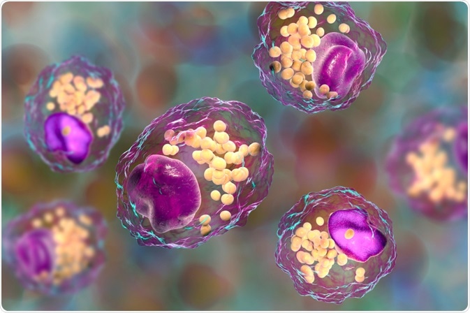 Macrophage Cells Macrophage Cells