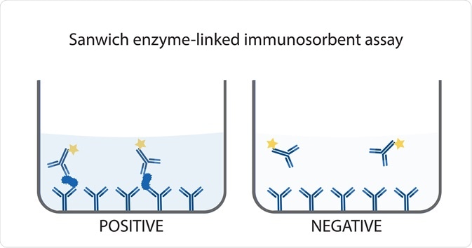 Sandwich enzyme-linked immunosorbent assay Sandwich enzyme-linked immunosorbent assay