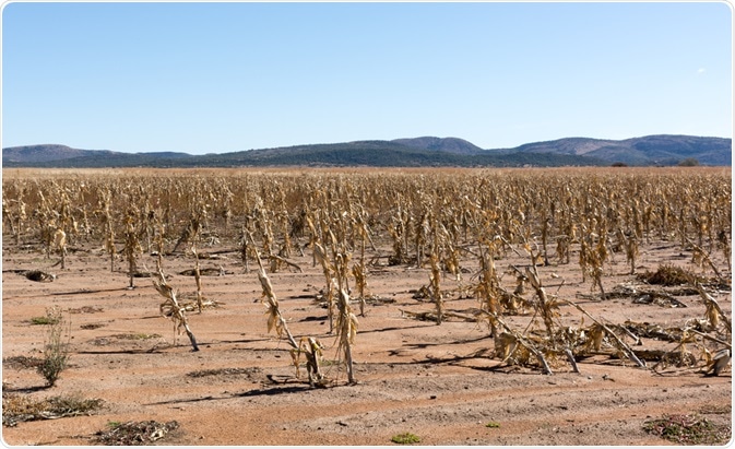 Crop Loss Crop Loss