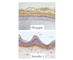 Immunohistochemistry Analysis of a Living Skin Equivalent
