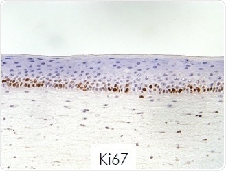 Cell proliferation analysis.