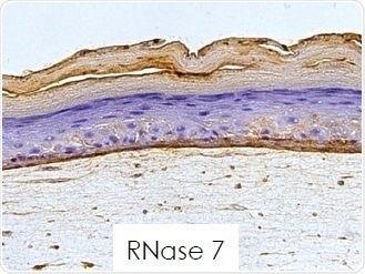 RNase 7