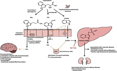 Tryptophan functions in the human body. (Zhang LS, Davies SS via Wikimedia Commons).