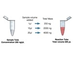 Quantitation of dsDNA Assay Concentrations Using DeNovix Fluorescence Assays