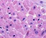Diversity in Cellular Cardiac Tissue