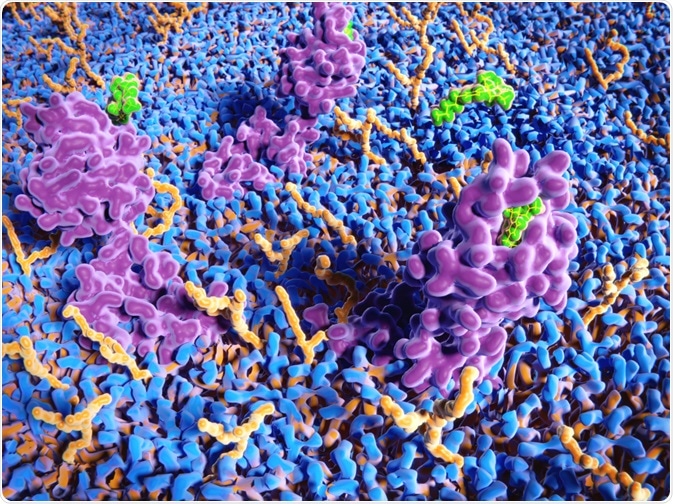 Cannabinoid Receptor Cannabinoid Receptor
