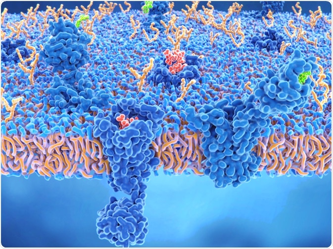 Cannabinoid Receptor Cannabinoid Receptor