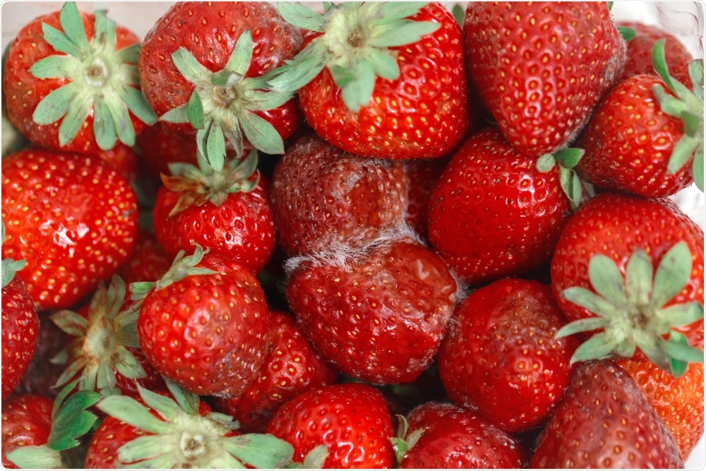 Rotten Strawberries Rotten Strawberries