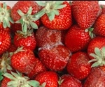 Biospeckle laser analysis as a non-destructive tool for safety and quality assurance of agricultural products