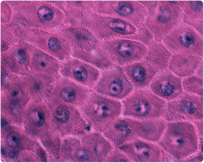 Keratinocyte Keratinocyte