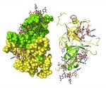 Importance of Making Single-Stranded DNA