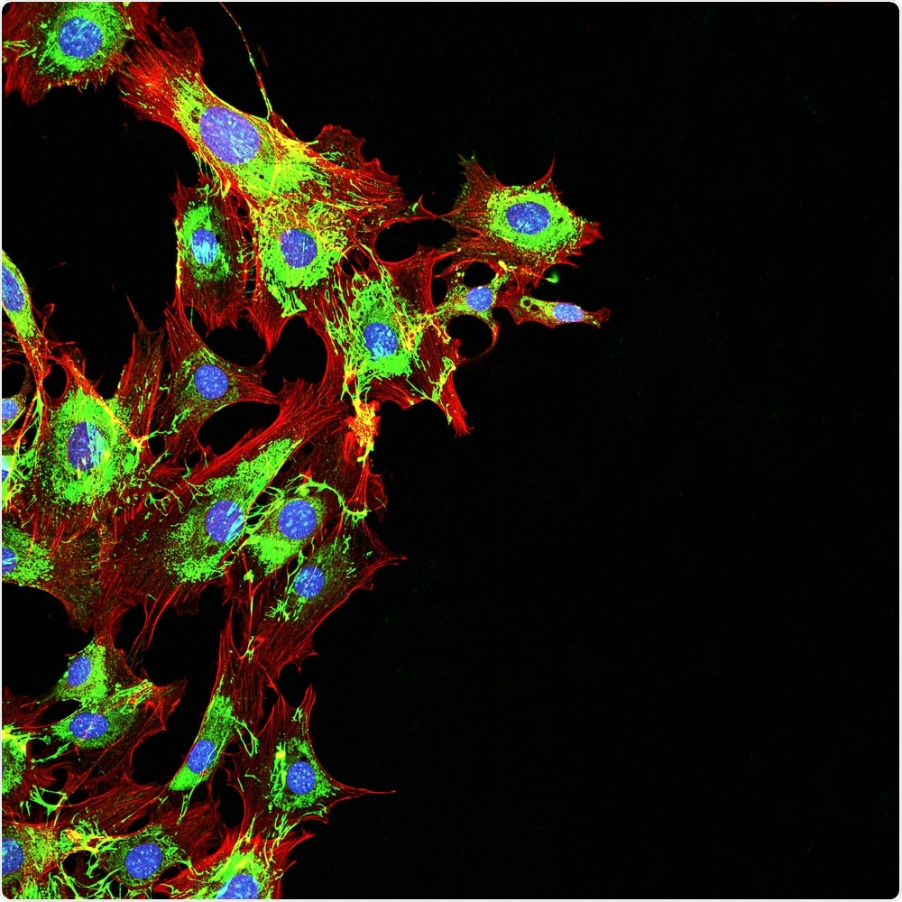 Cancer Cells Cancer Cells