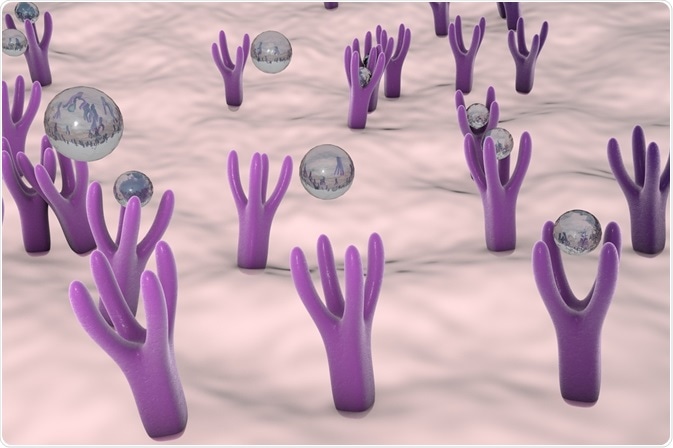 Surface Receptors Surface Receptors