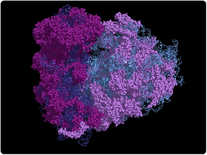 Ribosome with Proteins Ribosome with Proteins