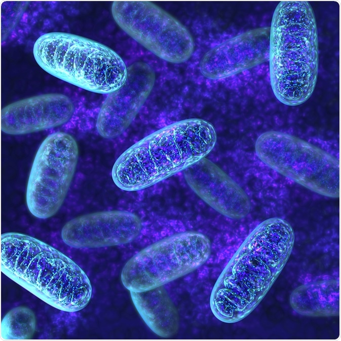 Mitochondria Mitochondria