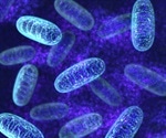 Mitochondrial and Nuclear Genome Interactions