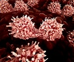 Induced Pluripotent Stem Cell Technology