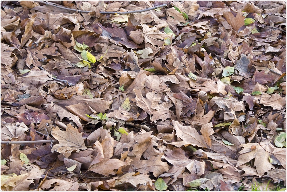 Leaf Litter Leaf Litter