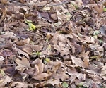 Leaf litter converted to biochar could reduce N20 emissions from vegetable fields