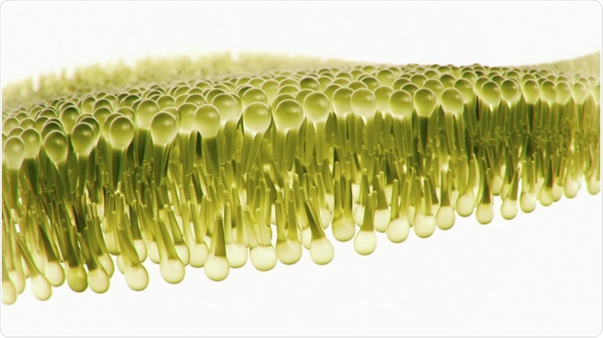 Lipid Bilayer Lipid Bilayer