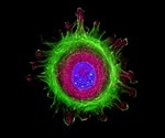 New single-cell isolation method could revolutionize live cell imaging