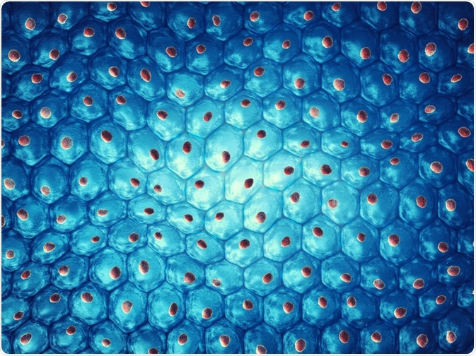 Embryonic Stem Cells