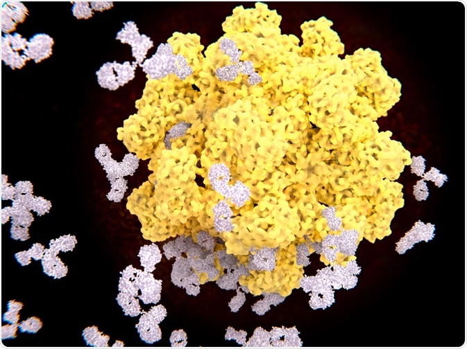 Antibodies attacking virus Antibodies attacking virus