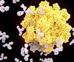 Antibody-Antigen Recognition- How Does it Work?