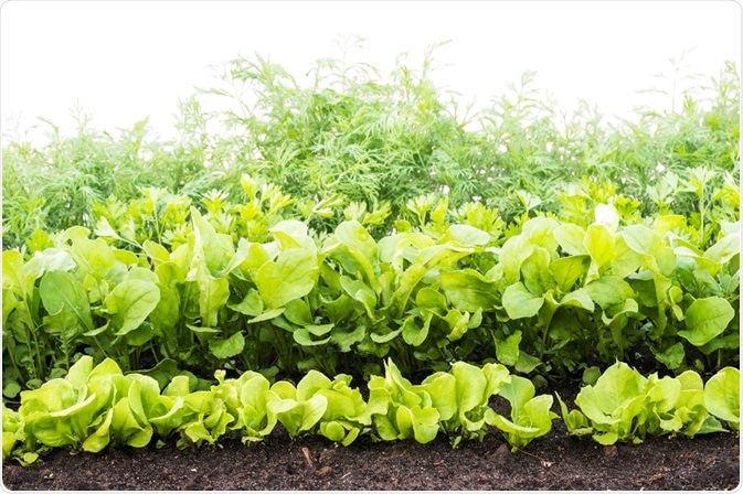 Verdure in Soil Verdure in Soil