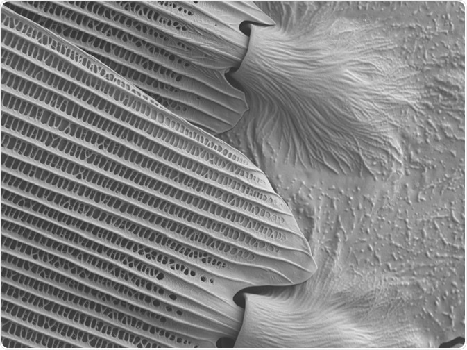 Butterfly Wing under SEM Butterfly Wing under SEM