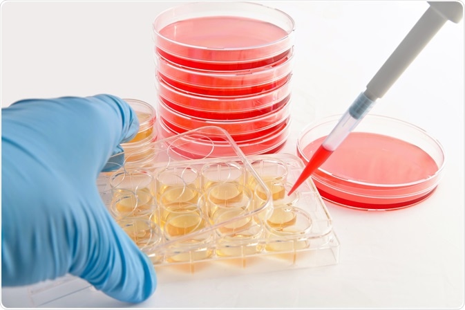 Cell Culture Cell Culture