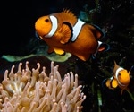 Two brain-signaling molecules control how male anemonefish care for and defend their young
