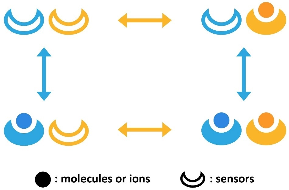 New model helps determine techniques used by cells to increase their sensitivity