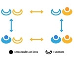 New model helps determine techniques used by cells to increase their sensitivity