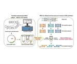 More efficient, cost-effective method for accurate synthesis of DNA
