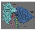 IL-2's flexible structure helping the immune system