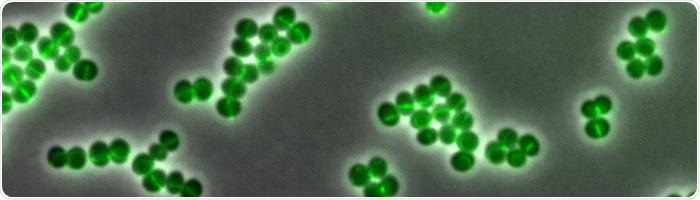 Study discovers the mode of action of daptomycin, the reserve antibiotic