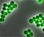 Study discovers the mode of action of daptomycin, the reserve antibiotic