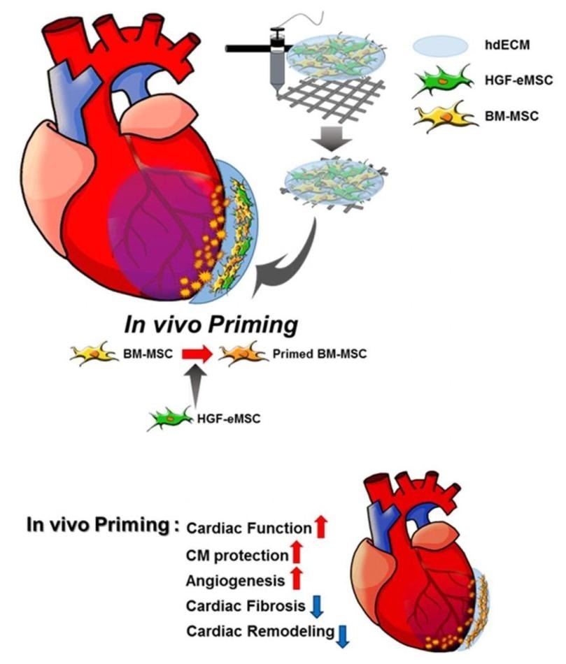 Stem cell strategy can help improve the effectiveness of cardiac repair