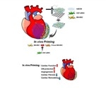 Stem cell strategy can help improve the effectiveness of cardiac repair