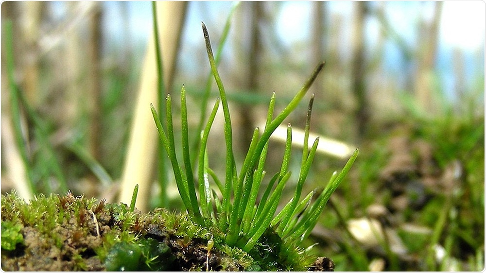 Newly discovered genes can help grow crops with minimum synthetic fertilizer