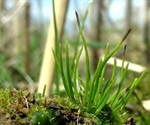 Newly discovered genes can help grow crops with minimum synthetic fertilizer