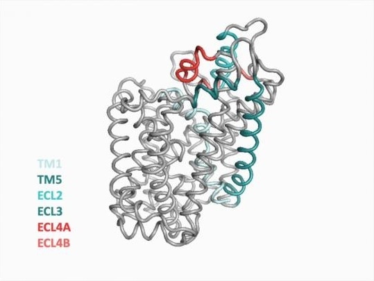 Researchers successfully crystallize and map novel conformation of LeuT transporter