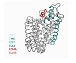 Researchers successfully crystallize and map novel conformation of LeuT transporter