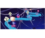 Study tests the effect of deformation of microtubules in neurological conditions